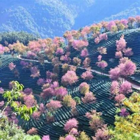 家裡種櫻花|櫻花種子怎麼種